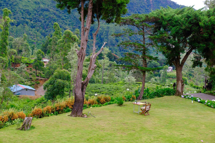 Sri Lanka tea plantation